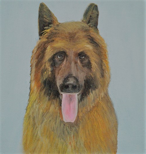 German Shepherd — oil on canvas by Kevin Quinn